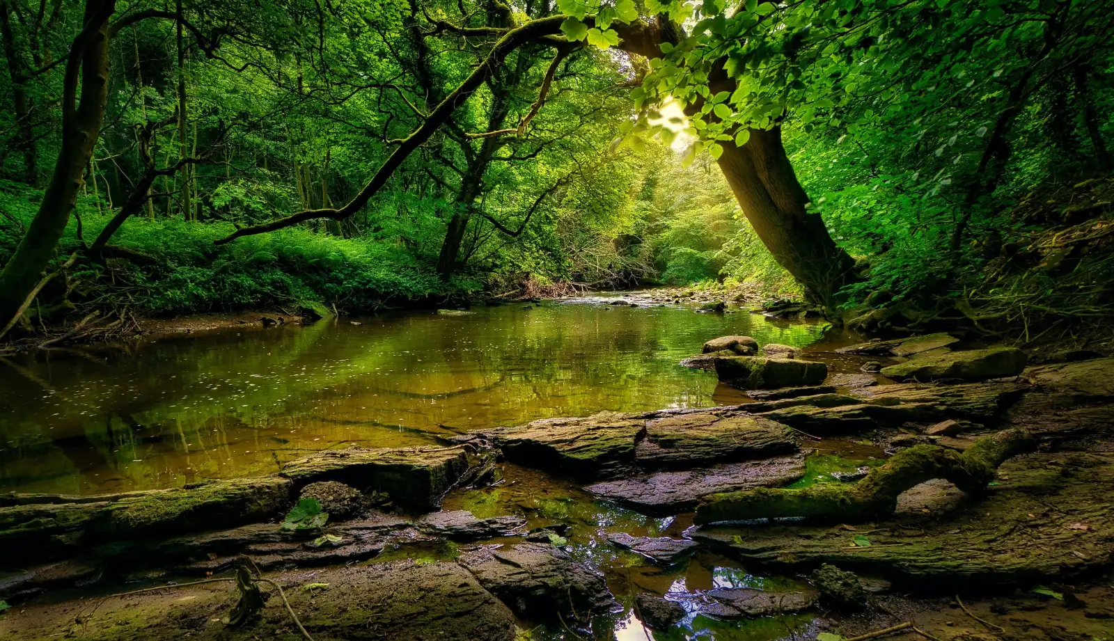 Waldbach — ruhiger Ort als Sinnbild für die Sauerstoffkammer für zuhause