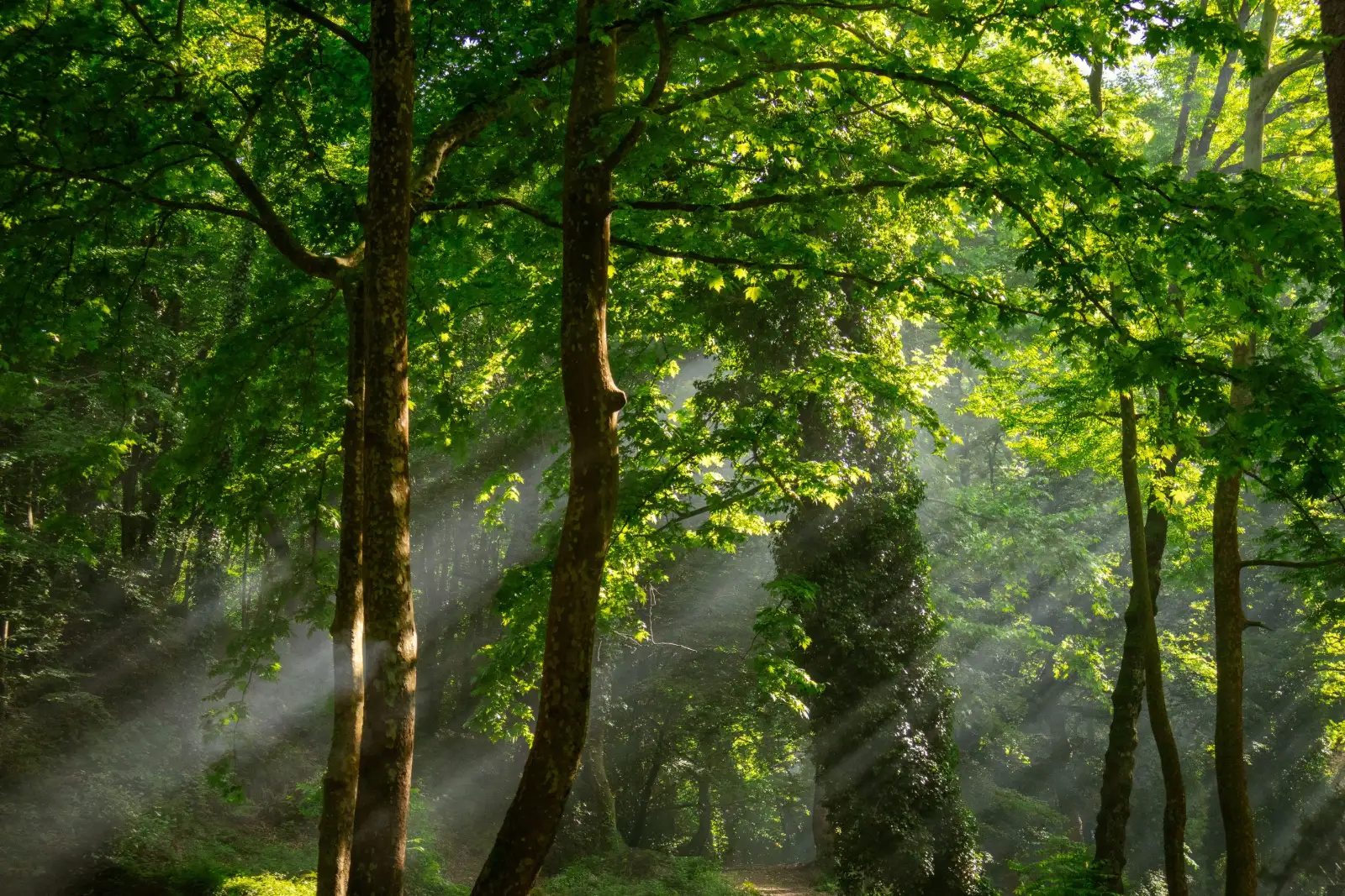 Sonnenlicht im Wald — Sinnbild für Intervalle aus Belastung und Erholung